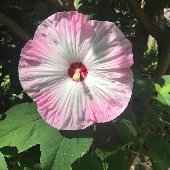 Meet your Poshers, Ginger & Pamela - Picture 7 of 9